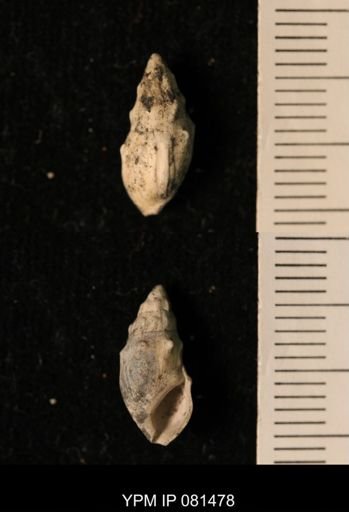 Melanopsis sp.