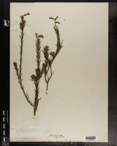 Plantae