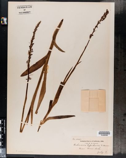 Habenaria