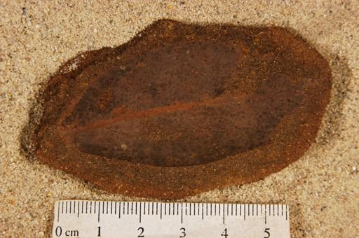 Angiospermopsida