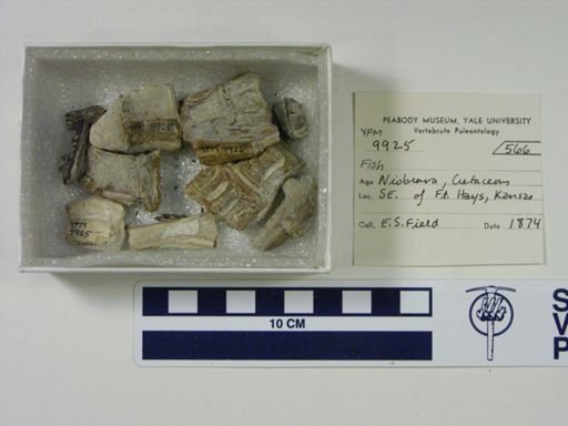 Cimolichthys?