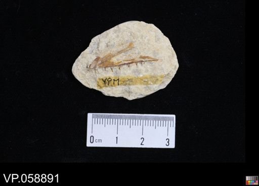 undet. Actinopterygii