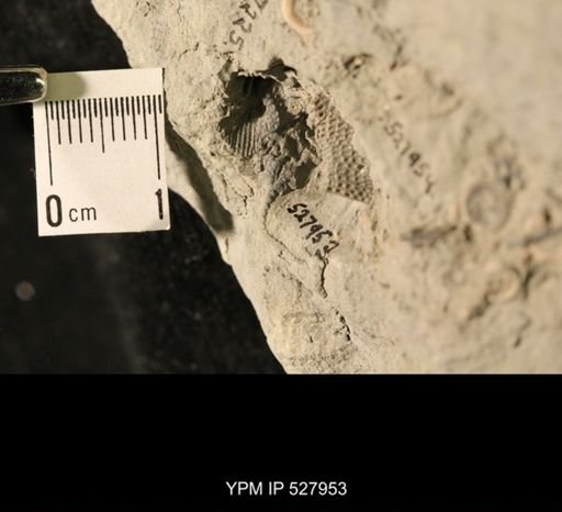 Aganaster gregarius