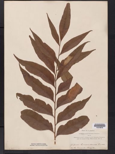 Olfersia
