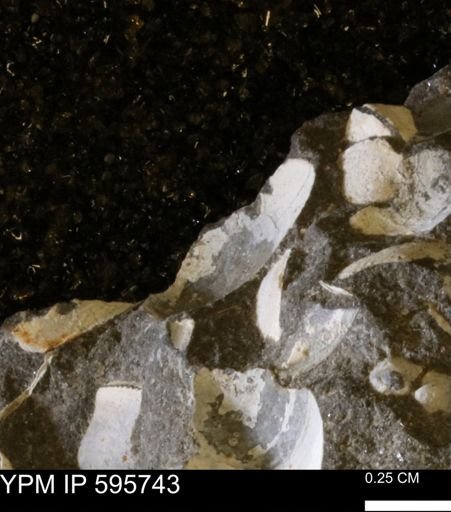 Protocardia sp.