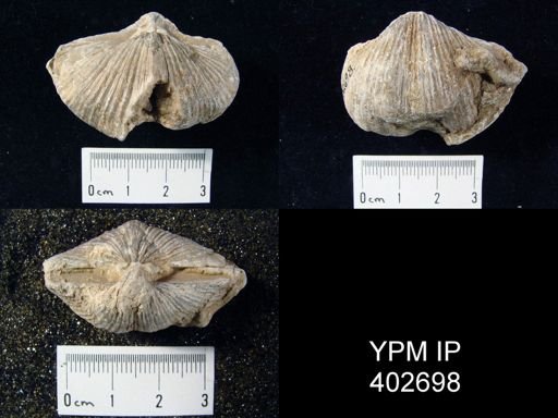 Spirifer cameratus