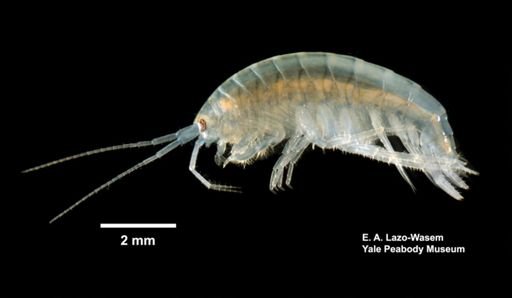 Crangonyx richmondensis?