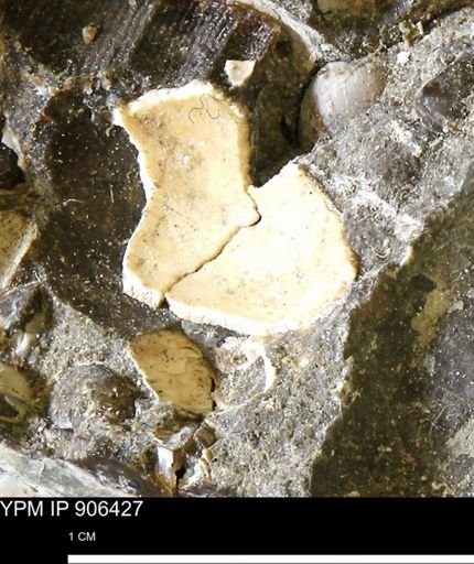 undet. Gastropoda