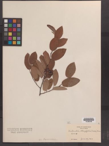 Amelanchier stolonifera