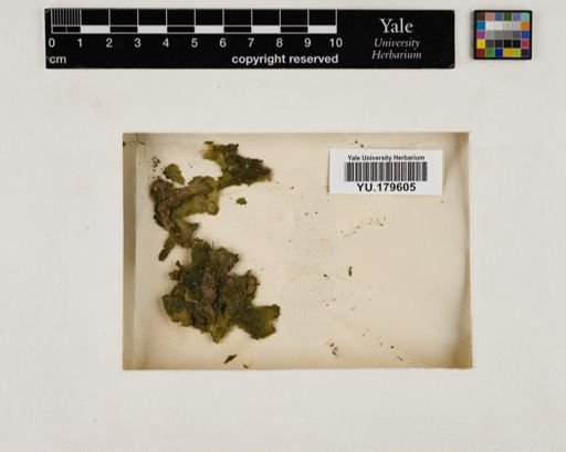 Plantae