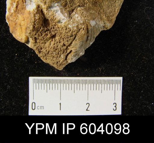 Spirifer cyclopterus