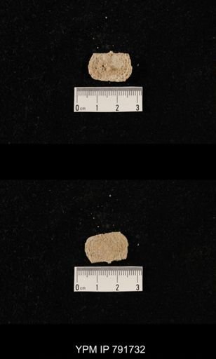 undet. Brachiopoda