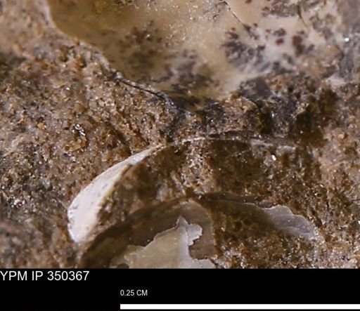 undet. Mollusca