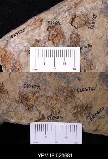 undet. Echinodermata