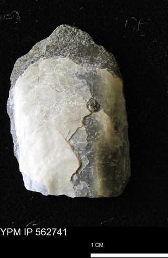 Pseudoptera sp.