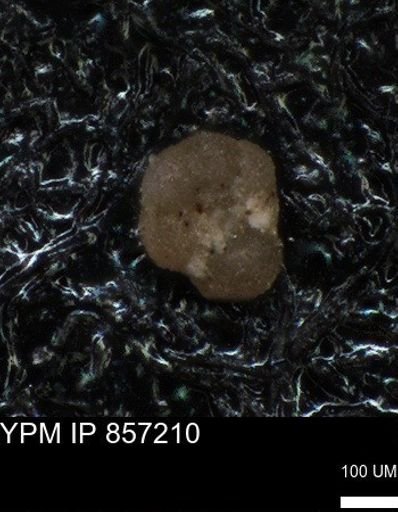 undet. Foraminiferida