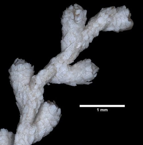 Plumarella pourtalesii robusta
