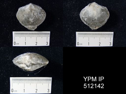 undet. Brachiopoda