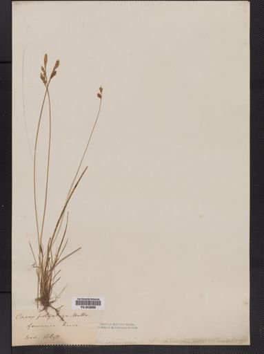 Carex