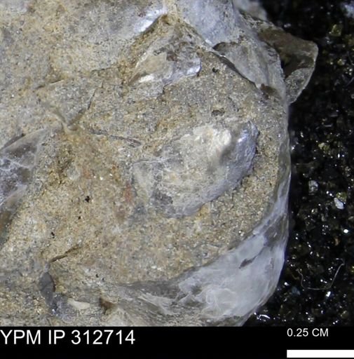 Phelopteria linguaeformis