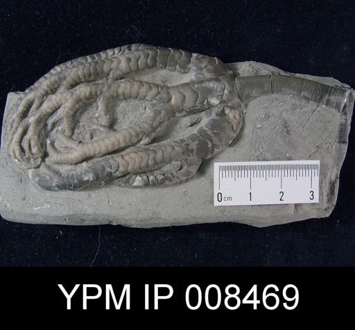 Onychocrinus ramulosus