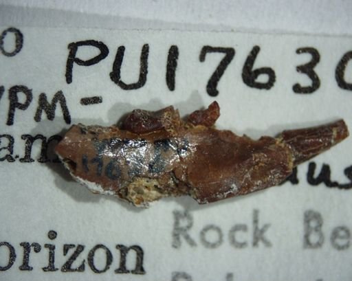 Picrodus silberlingi