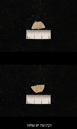undet. Brachiopoda