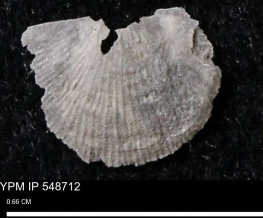 Stropheodonta perplana