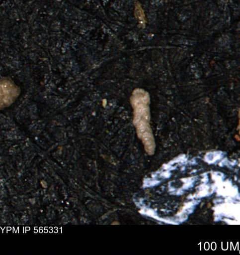 Verneuilinoides kansasensis