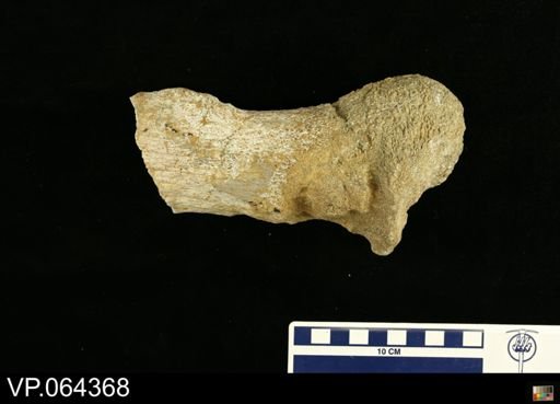 undet. Plesiosauridae