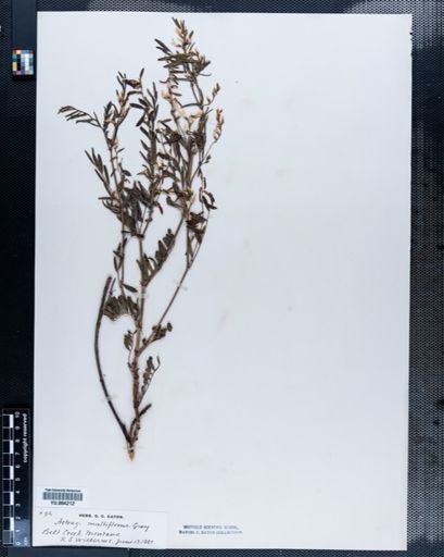 Astragalus
