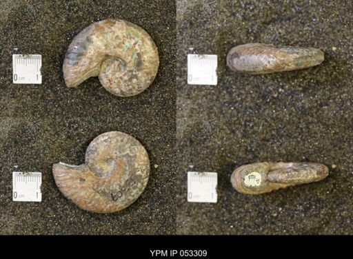 Discoscaphites conradi