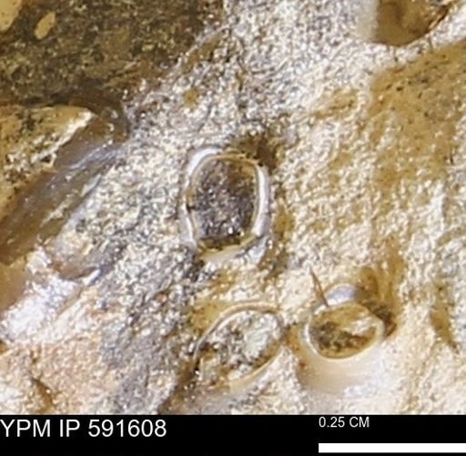 Serpulidae