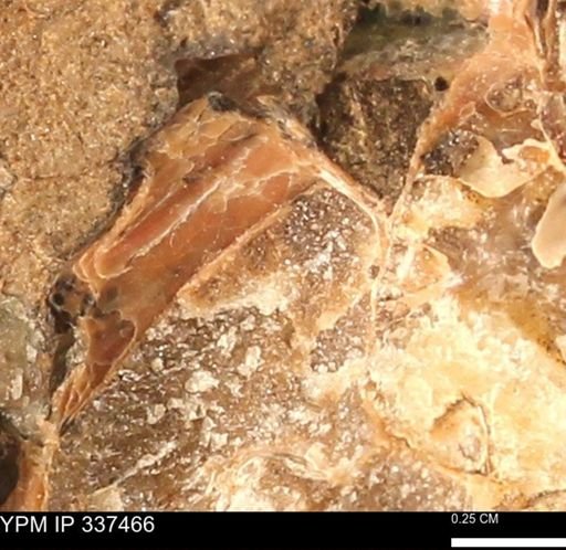Hoploscaphites sp.
