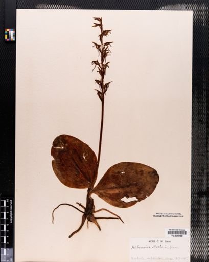 Habenaria