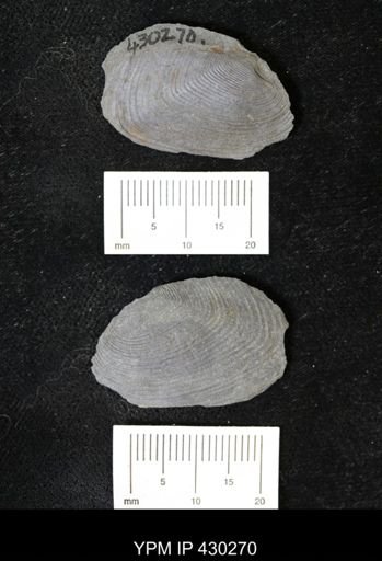 Cypricardella bellastriata