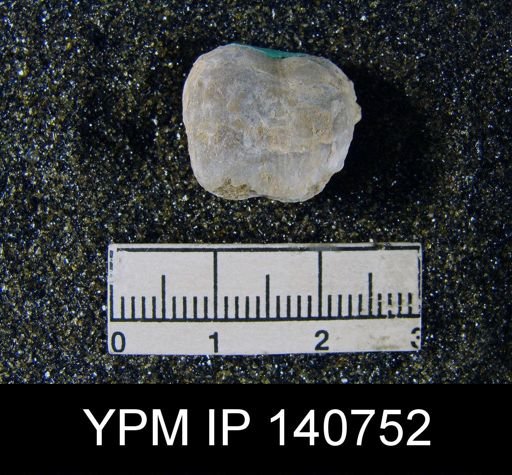 Marginifera typica