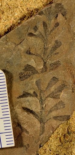 Sphenophyllum sp.