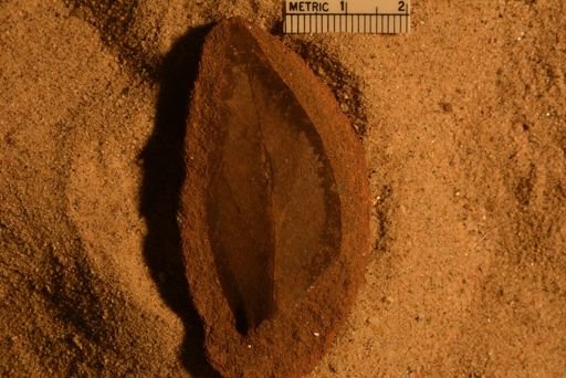 Plantae