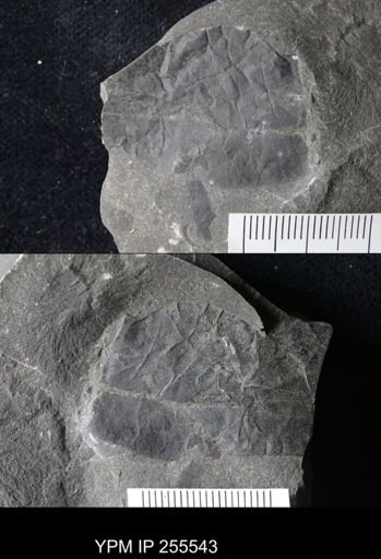 Eurypterus sp.