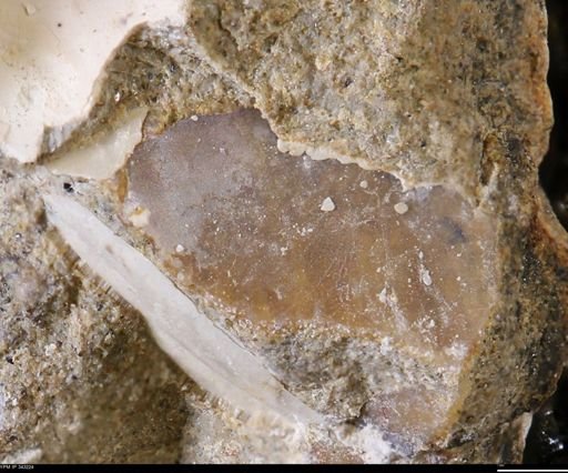 undet. Bivalvia
