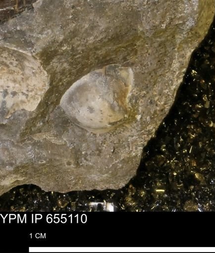 Protocardia