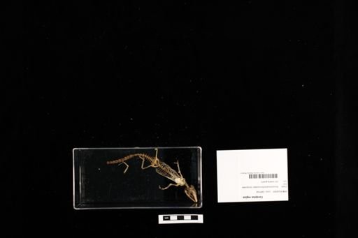 Smaug regius