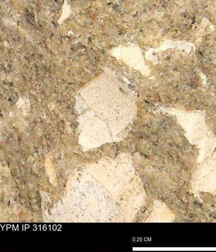 undet. Mollusca