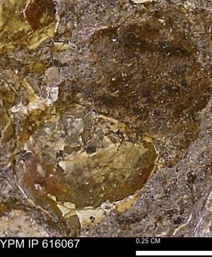 undet. Bivalvia