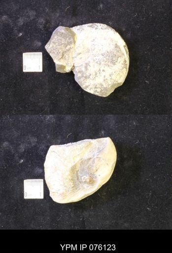 Hoploscaphites melloi