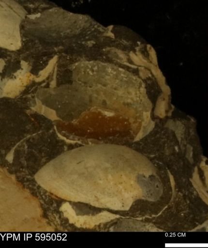Protocardia sp.