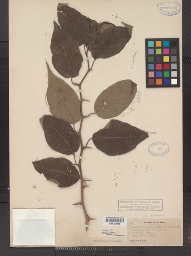 Maclura pomifera