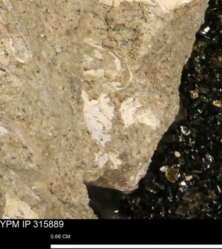 undet. Mollusca