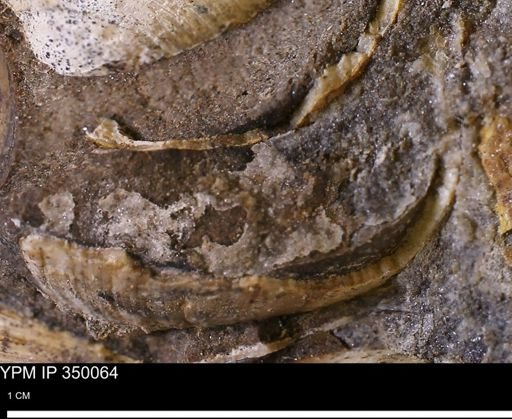 undet. Bivalvia